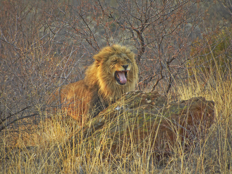 Lion, Amani Lodge